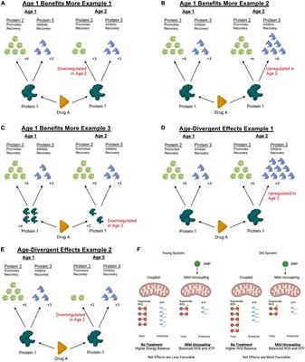 Improving translatability of spinal cord injury research by including age as a demographic variable
